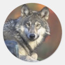 Suche nach grauer wolf aufkleber Natur
