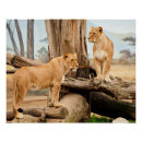Recherche de lion posters Animaux