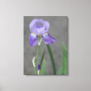Suche nach schwertlilie poster Mit blumen