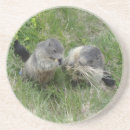 Recherche de marmottes dessous de verres Nature