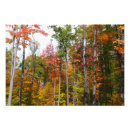 Recherche de forêt photographie Arbres