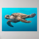 Recherche de natation posters Tortue de mer