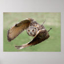 Suche nach braune eule poster Vogel