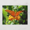 Recherche de papillon fritillaire cartes postales Orange