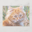 Suche nach rothaarig poster Katze