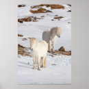 Suche nach weißes pferd poster Schnee