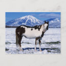 Suche nach paint horse postkarten Farbe