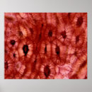 Suche nach zelle biologie poster Abstrakt