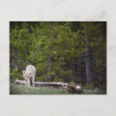 Suche nach yellowstone poster Wölfe