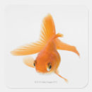 Recherche de aileron autocollants Animaux