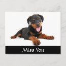 Recherche de rottweilers cartes postales Amour