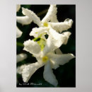 Suche nach weiße tropische blume poster Natur