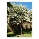 Recherche de jasmin vœux cartes Nature