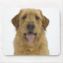 Recherche de taille standard électronique Chien