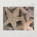 Suche nach asteroiden postkarten Seestern