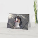 Recherche de souillées Dog