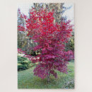 Suche nach ahornbaum puzzle Rot