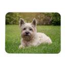 Recherche de dog magnets Cute