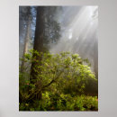 Suche nach rhododendron poster Wald