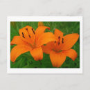 Recherche de lilium cartes postales Orange