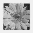 Recherche de gerbera magnets Noir