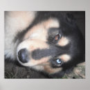 Suche nach husky poster Zäh