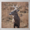 Recherche de cerf virginie posters Cerfs communs