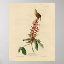 Suche nach audubon vögel poster Darstellung