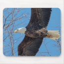 Suche nach amerikanischer adler mousepads Raubvögel