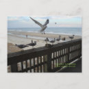 Recherche de mouette cartes postales Océan