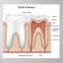 Recherche de anatomie de dents posters Médecine