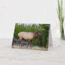 Suche nach yellowstone nationalpark karten Elch