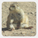 Suche nach präriehunde aufkleber Natur