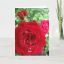 Suche nach tee rosen karten Rosa