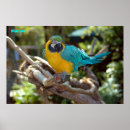 Suche nach roter schnabel poster Natur