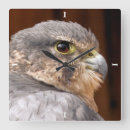 Suche nach raubvogel wanduhren Wanderfalke
