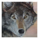 Recherche de loups gris posters Portrait de loup
