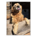 Suche nach lustige golden retriever karten Hundeliebhaber