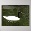 Suche nach weißer schwan poster Schön