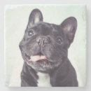 Recherche de chiot dessous de verres Bulldog français