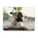 Suche nach hirten magnete Baby