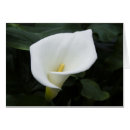 Recherche de calla photographie Photographe
