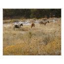 Recherche de chevaux sauvages posters Cheval