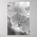 Recherche de orchidées blanches art Beau