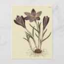 Suche nach botanische illustration postkarten Blumenreich