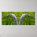 Suche nach wildblumen poster Botanisch
