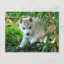 Suche nach siberian husky postkarten Welpe