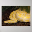 Suche nach python poster Gelb