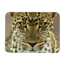 Suche nach leopard magnete Wildkatze