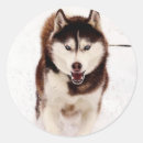 Suche nach siberian husky aufkleber Huskies